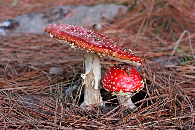 fungus-2355590_640 Dieta Paleo: ¿Viene para quedarse o es una moda?